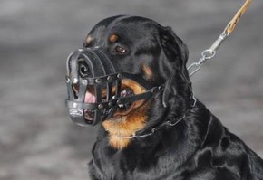 В Шарыпово обновлен список мест, где разрешен выгул собак