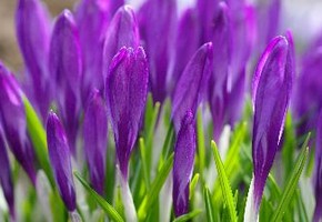 Милые женщины! От всего сердца поздравляем Вас с первым весенним праздником - Международным женским днем 8 Марта!