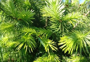 Красноярск в День Победы  поддержит масштабную акцию "Аллея России"