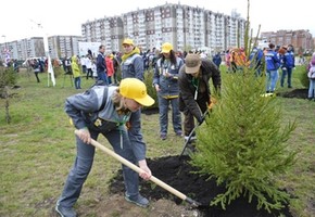 Посадили почти 200 деревьев