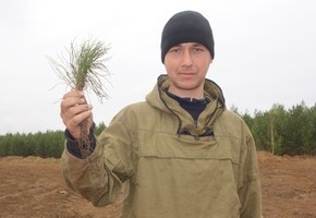 Хвойный «детский сад»