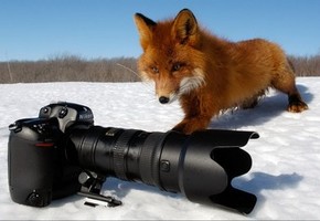 А символ проекта – лиса-краса