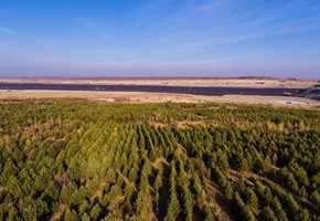 СУЭК высадит в Красноярском крае около 25 тысяч саженцев деревьев