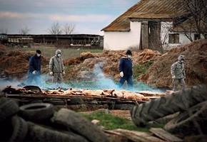 Не допустить африканскую чуму свиней в Красноярский край!
