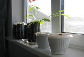 Из жёлудя вырос дубок молодой