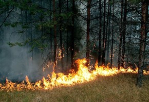 Вплоть до 10 лет лишения свободы