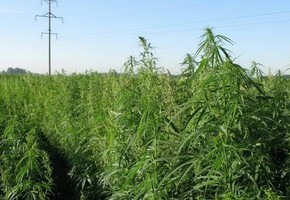 Об отвественности за уничтожение дикорастущей конопли