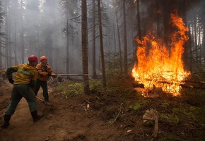 Безопасность в лесу