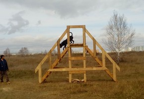 В сотрудничестве с собаководами