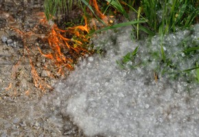 Тополиный пух - белый "порох"