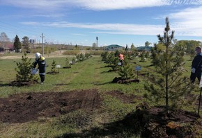 СУЭК: 20 лет роста и созидания. В юбилейный для СУЭК год в шахтерских городах Красноярского края появятся новые зеленые аллеи