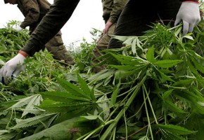 Памятка гражданам по уничтожению наркосодержащих растений