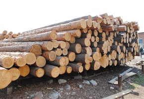 Вывоз из России необработанного и грубо обработанного леса прекратится с 1 января 2022 года