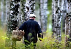 Безопасность в лесу