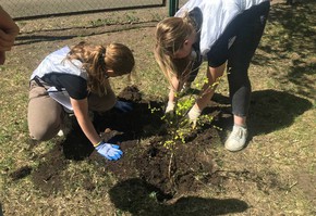 Деревья в «Саду Памяти»