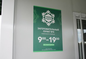 В Красноярском крае с 18 июля заработает сеть заготпунктов по сбору дикоросов