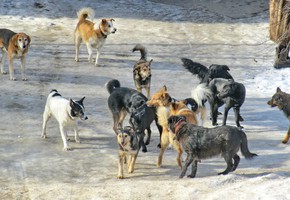 В городе возобновляется отлов собак