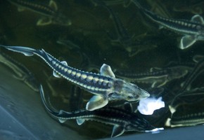 Березовская ГРЭС выпустила в Енисей молодь осетра сибирского