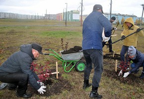 В парке Центральный высадили новые деревья
